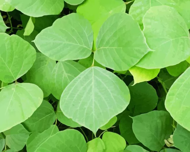 Kudzu Plant Paint By Numbers