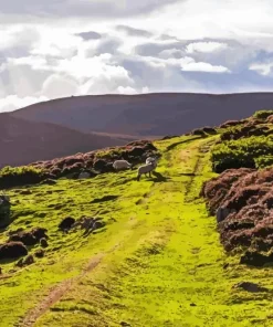 Cairngorm Paint By Numbers