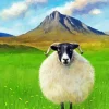 Black Faced Sheep Paint By Numbers