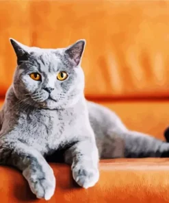 Cat Eyes Paint By Numbers