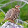 Chukar Paint By Numbers