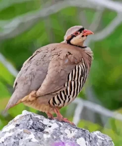 Chukar Paint By Numbers
