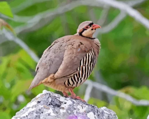 Chukar Paint By Numbers