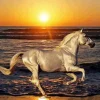 Running Horse Paint By Numbers