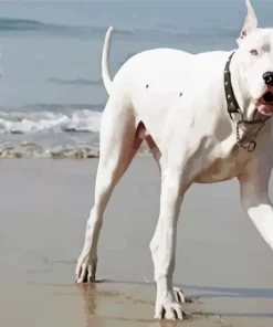 Great White Dane Paint By Numbers