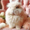 Angora Rabbit Paint By Numbers