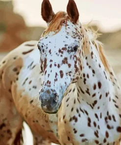 Appaloosa Leopard Paint By Numbers