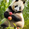 Apples Panda Paint By Numbers