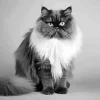 Black White Persian Paint By Numbers