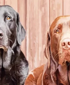 Chocolate Lab Paint By Numbers