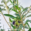 Green Olive Branch Paint By Numbers