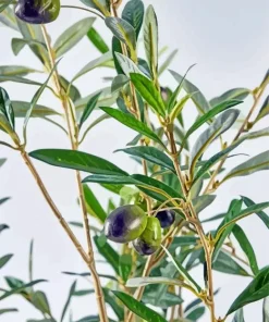 Green Olive Branch Paint By Numbers