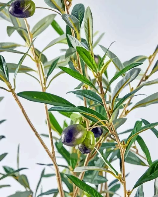 olive branch paint by numbers Green Olive Branch Paint By Numbers