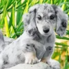 Grey Dachshund Dog Paint By Numbers