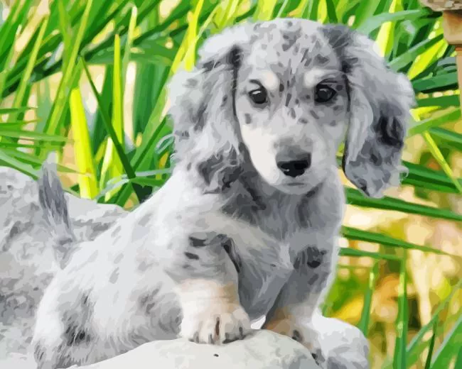 grey spotted dachshund dog paint by numbers Grey Dachshund Dog Paint By Numbers