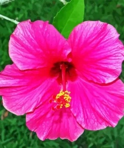 Shoeblackplant Paint By Numbers