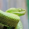 African Bush Viper Paint By Numbers