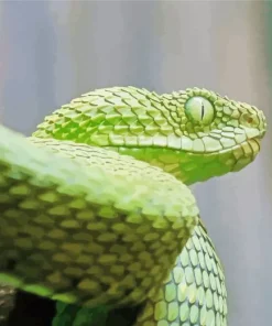 African Bush Viper Paint By Numbers
