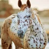 Appaloosa Leopard Horse Paint By Numbers
