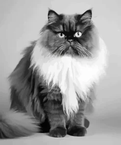 White Persian Cat Paint By Numbers