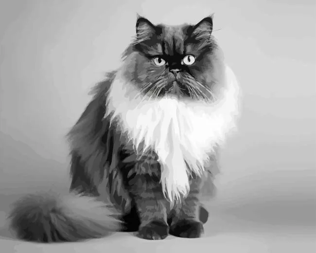 black and white persian cat paint by numbers White Persian Cat Paint By Numbers
