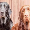 Two Chocolate Lab Paint By Numbers