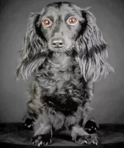 Wiener Dog Hair Paint By Numbers