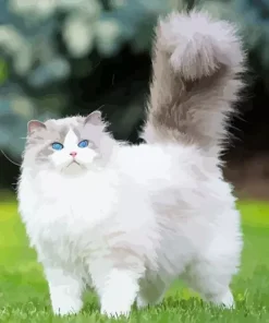 Grey Persian Cat Paint By Numbers