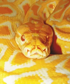 Python Snake Paint By Numbers