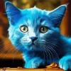 Baby Blue Cat Paint By Numbers