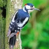 Great Spotted Woodpecker Paint By Numbers