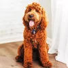 Golden Doodle Paint By Numbers