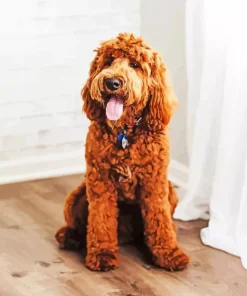 Golden Doodle Paint By Numbers