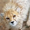 Asiatic Cheetah Paint By Numbers