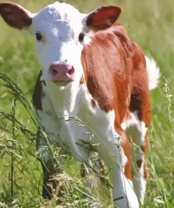 Baby Brown Cow Paint By Numbers