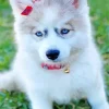 Baby Husky Paint By Numbers