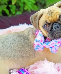 Baby Pug Paint By Numbers