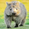 Baby Wombat Paint By Numbers