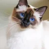 Balinese Cat Paint By Numbers