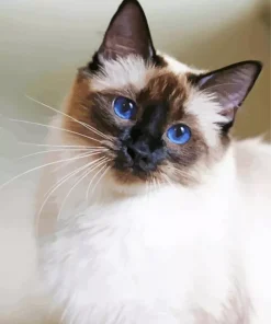 Balinese Cat Paint By Numbers