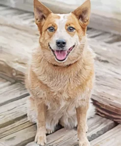 Blonde Cattle Paint By Numbers