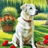 Labrador And Roses Paint By Numbers
