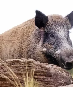 Wild Boar Animal Paint By Numbers