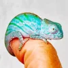 Baby Chameleon Paint By Numbers