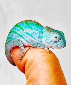 Baby Chameleon Paint By Numbers