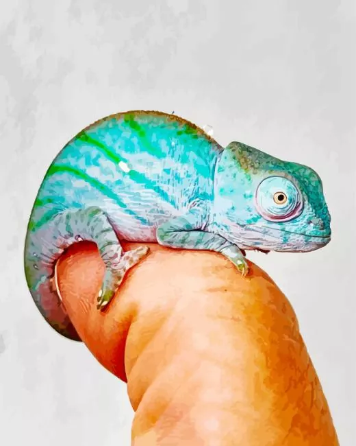 baby chameleon paint by number Baby Chameleon Paint By Numbers