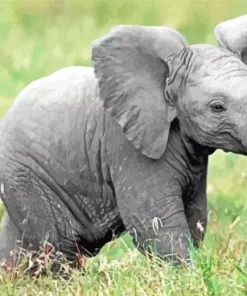 Baby Elephant Paint By Numbers