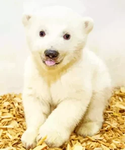 Knut Polar Bear Paint By Numbers