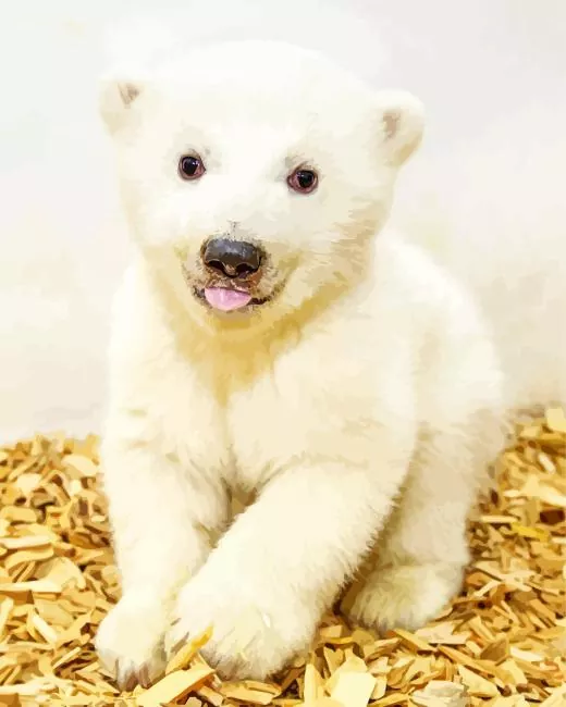 baby knut polar bear paint by number Knut Polar Bear Paint By Numbers