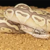 Ball Python Paint By Numbers